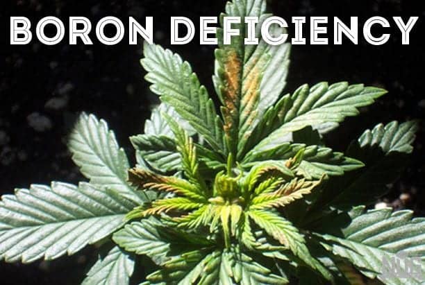 fixing-a-boron-deficiency-in-cannabis-plants-stoner-circle